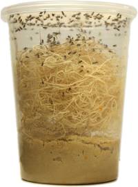 Josh's Frogs Fruit Fly Cultures