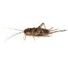 1/2" Banded Crickets (72 Count) - SHIPS WITH ANIMALS