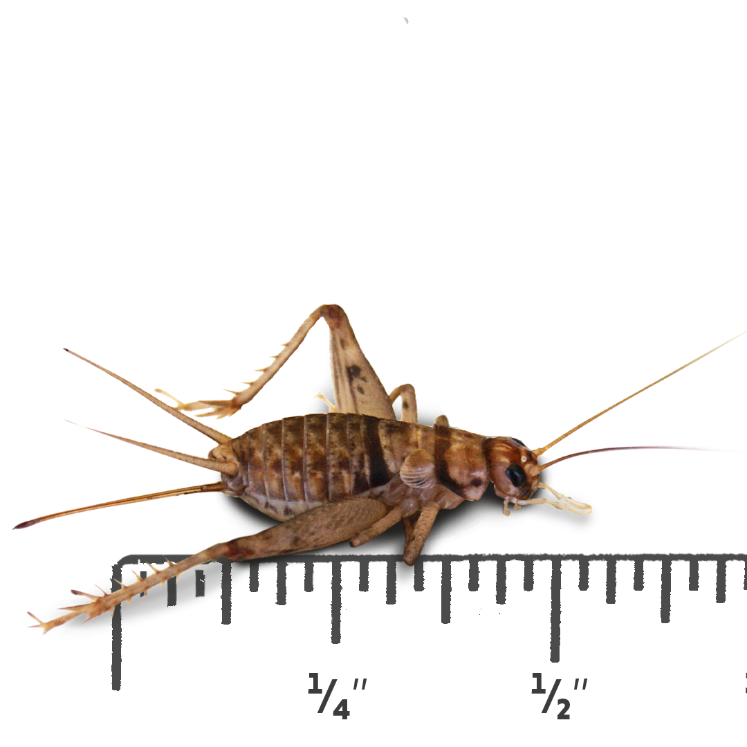 Josh's Frogs 1/2" Banded Crickets