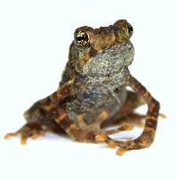 Yellow-Spotted Climbing Toad - Rentapia flavomaculata (Captive Bred)