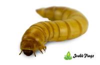 GIANT Mealworms (250 Count)