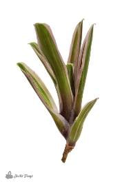 Neoregelia 'Donger' Bromeliad