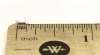 1/8" Banded Crickets (1000 Count)