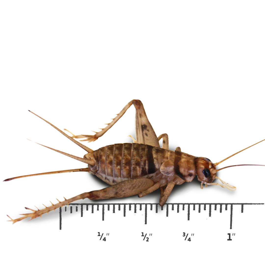 Josh's Frogs 1" Adult Banded Crickets