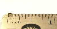 Pinhead Banded Crickets (1000 Count)