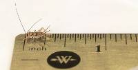 1/4" Banded Crickets (500 count)