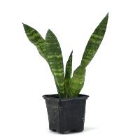 Sansevieria zeylanica 'Mother-in-Law's Tongue'