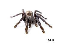 Venezuelan Sun Tiger Tarantula - Psalmopoeus irminia | 1/2 inch (Captive Bred)