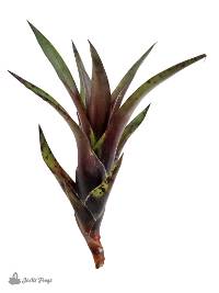 Vriesea corcovadensis Bromeliad