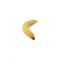 Waxworms (250 count)